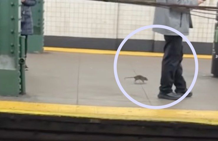 Topo cammina verso le gambe dei passeggeri della metro 