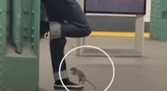 Fermo attende la metro, ma non si aspetta il topolino che gli salga sulle gambe – VIDEO