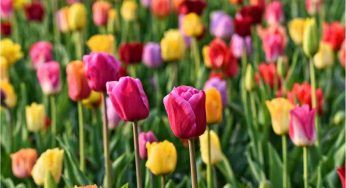 Aria d’autunno? Tu pensa alla primavera preparando adesso i futuri tulipani del tuo giardino