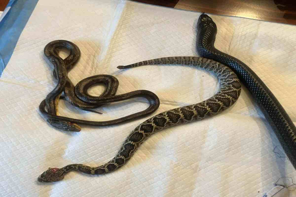 Serpente indaco e due serpentelli