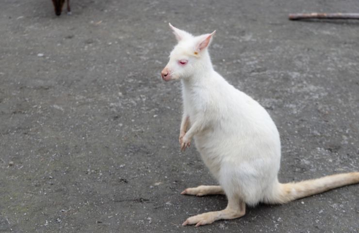 canguro albino