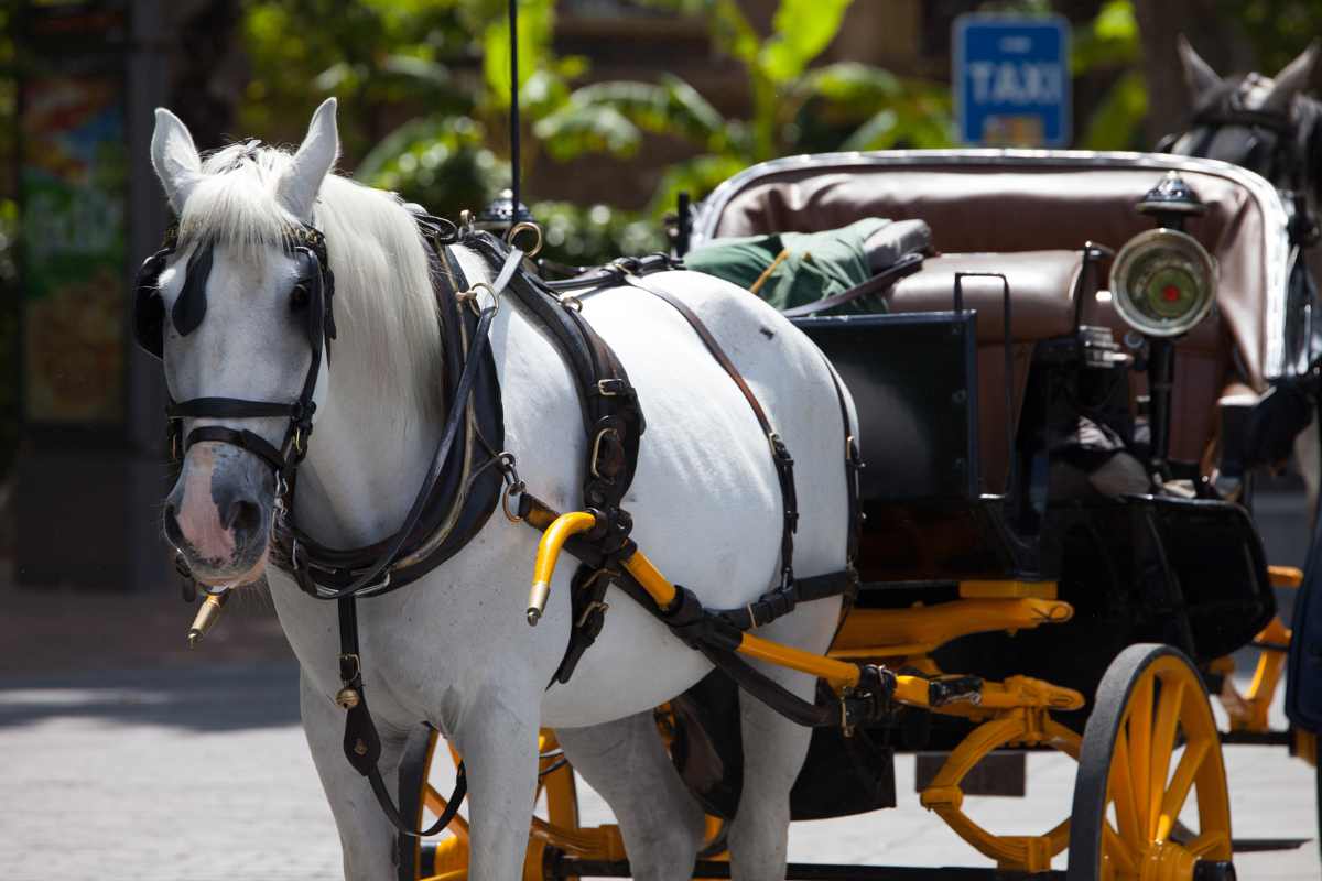 carrozza con cavallo bianco