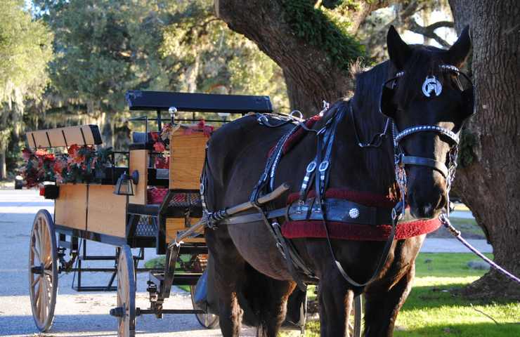 carrozza con cavallo nero 