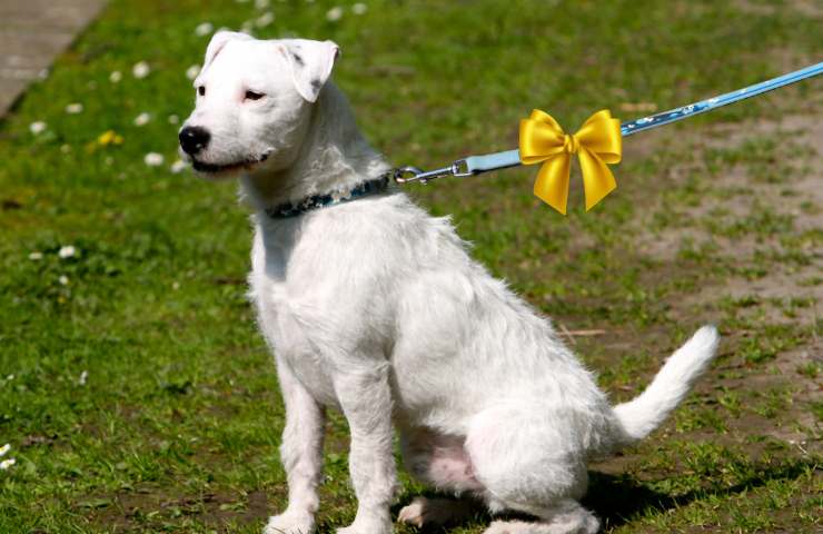 fiocco giallo sul guinzaglio del cane