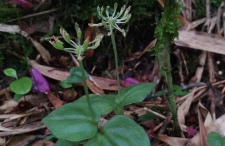 orchidea brasiliana