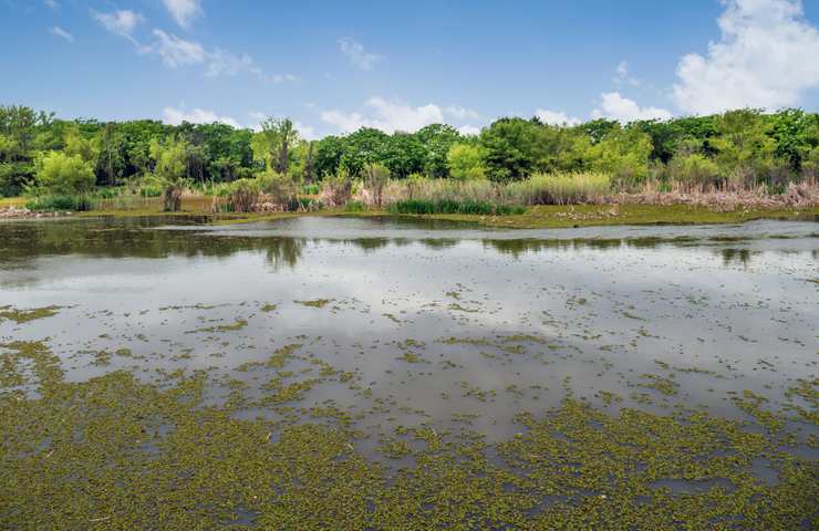 lago e alberi