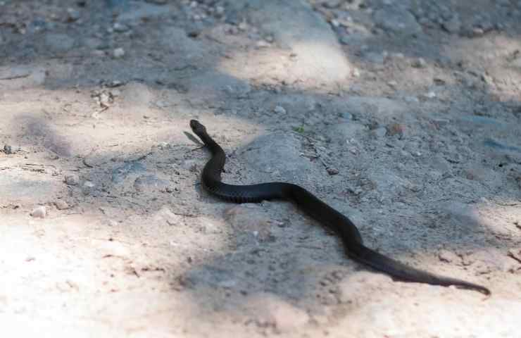 vipera nera strisciante