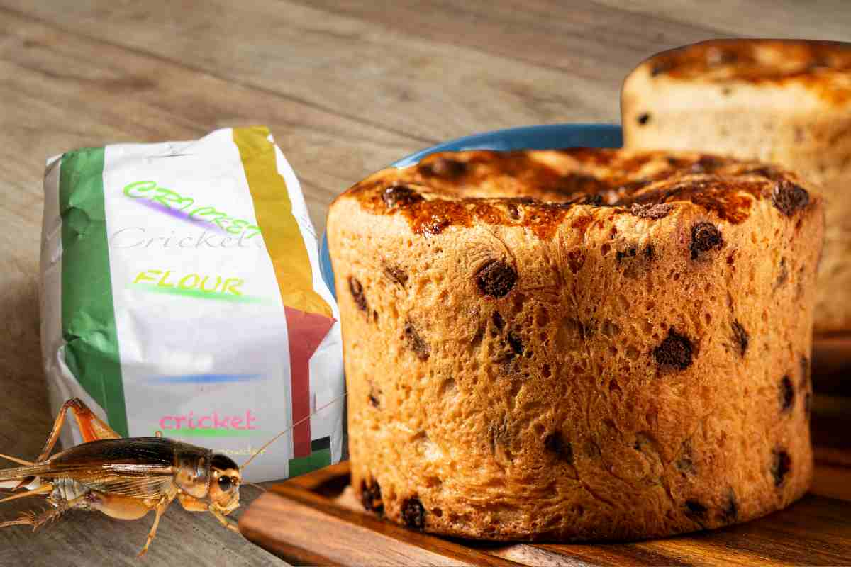 panettone farina di grilli