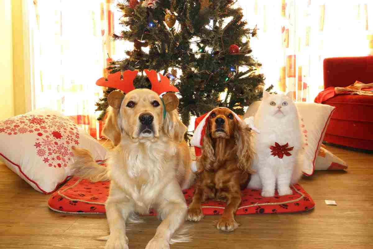 cani gatti cibo natale 