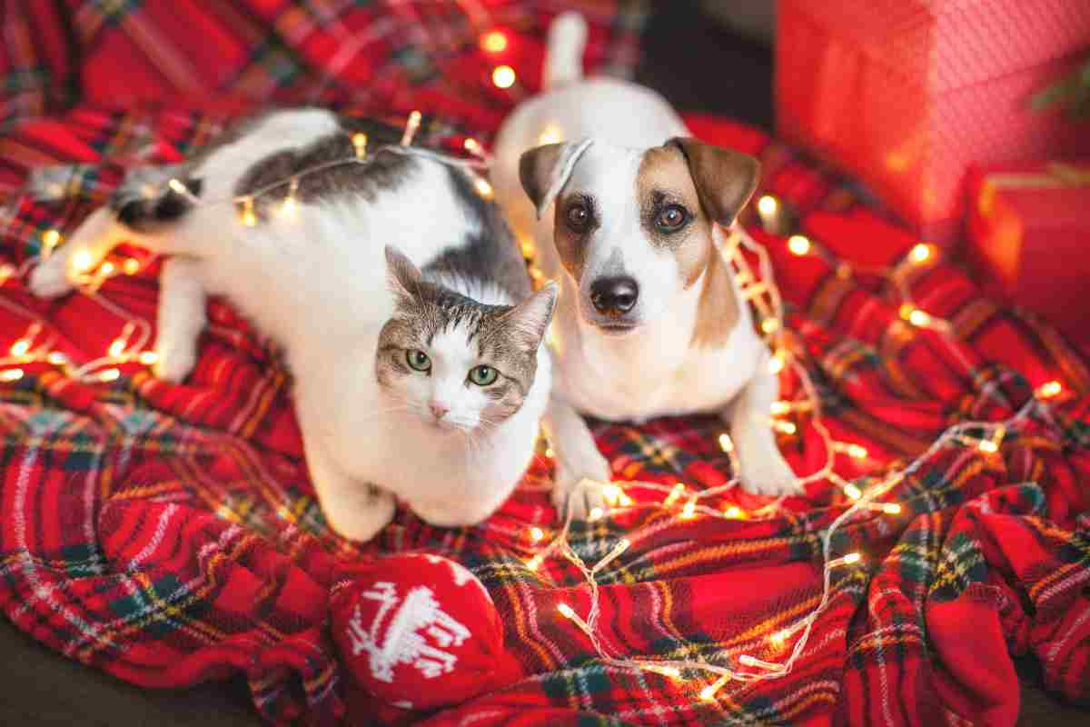 cani gatti cibo natale 