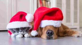 Pranzo di Natale, cosa non fare mai se in casa ci sono gatti e cani