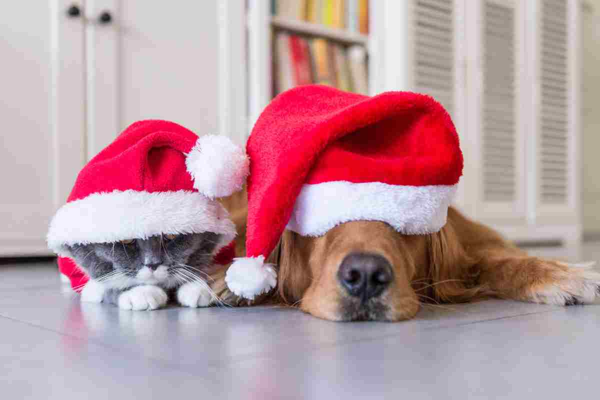 cani gatti cibo natale 