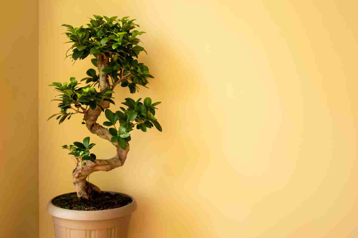 bonsai per principianti 