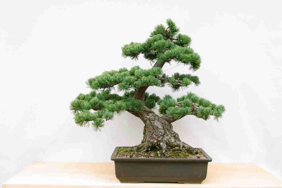 bonsai per principianti 