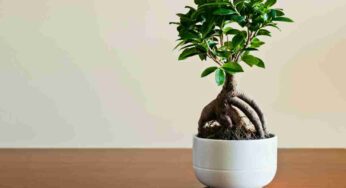 Bonsai difficili da curare? Non queste tipologie: sono perfette per i principianti