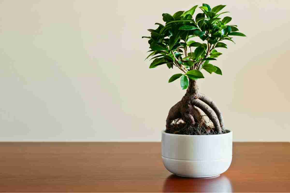 bonsai per principianti 