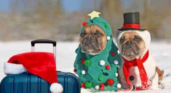 Vacanze di Natale con il cane: quali sono i posti da cui stare alla larga