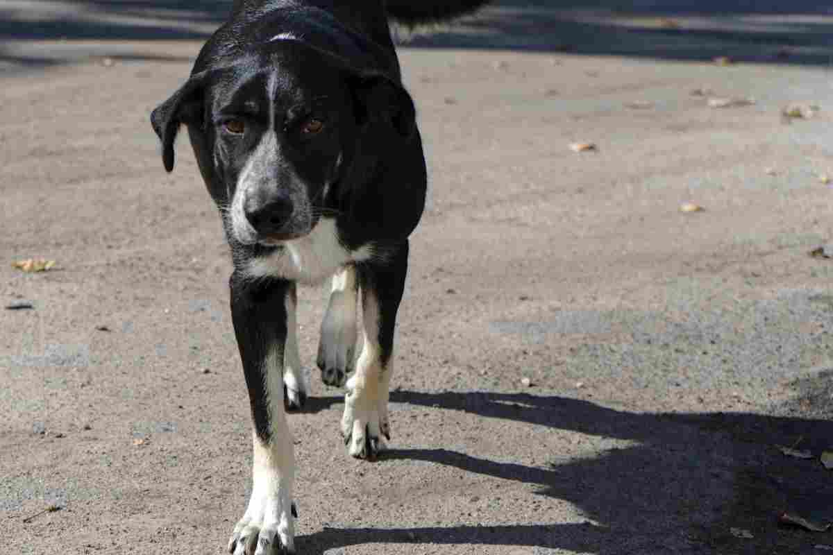 cani Chernobyl nuova razza