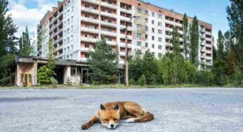 Cani di Chernobyl, sai come sono diventati? Niente paura, sono unici nel loro genere