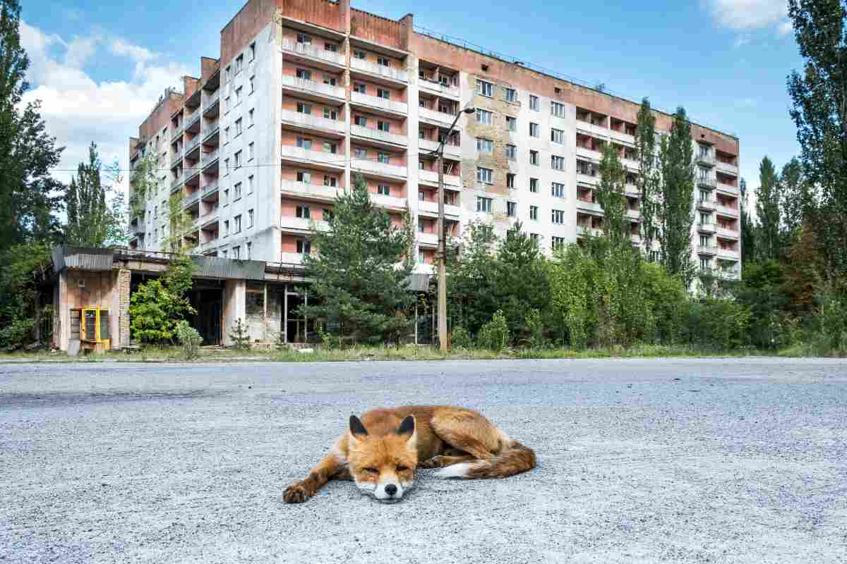 cani Chernobyl nuova razza