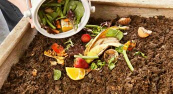 Vuoi trasformare l’umido in compost? I segreti per un risultato perfetto