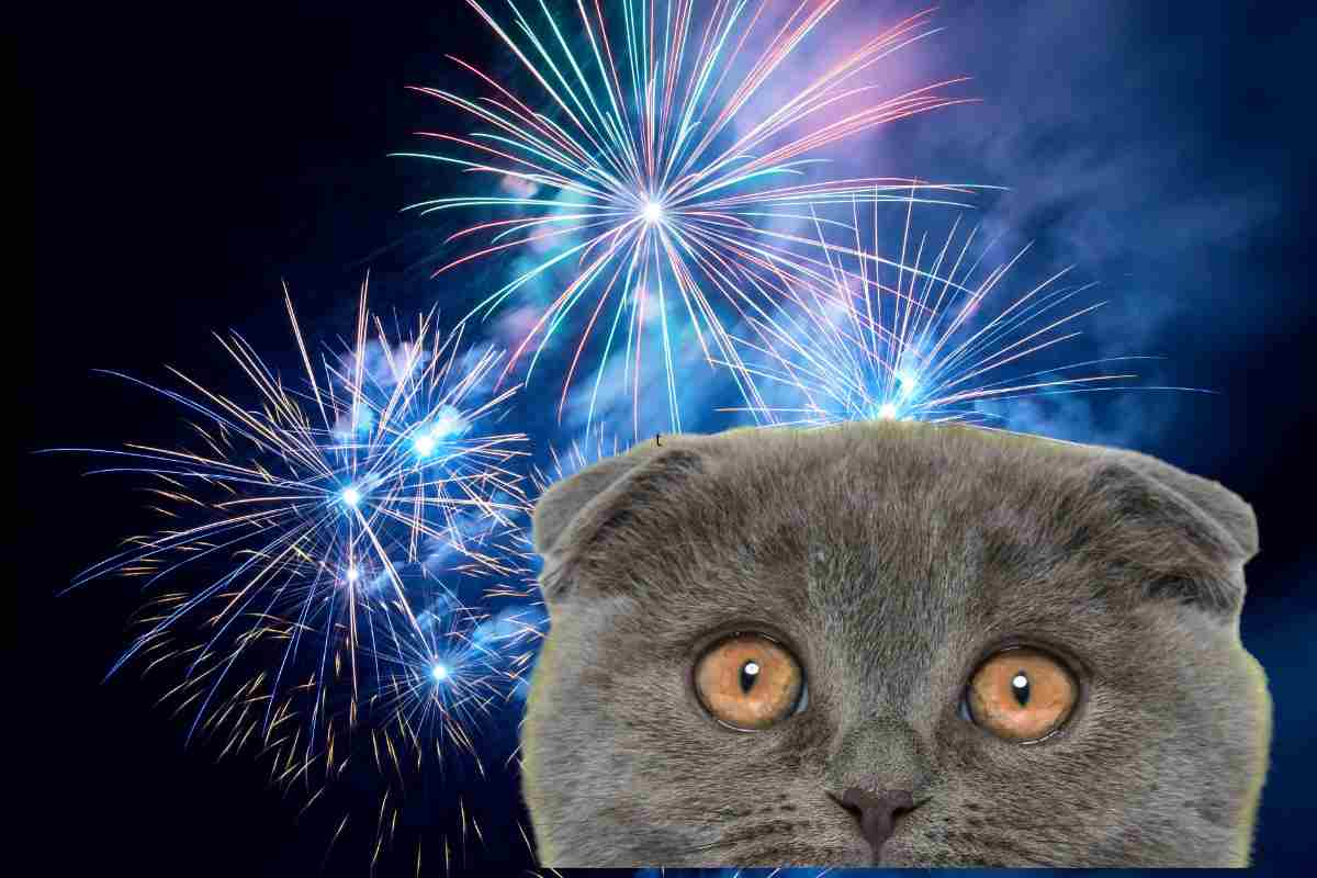 gatto fuochi artificio