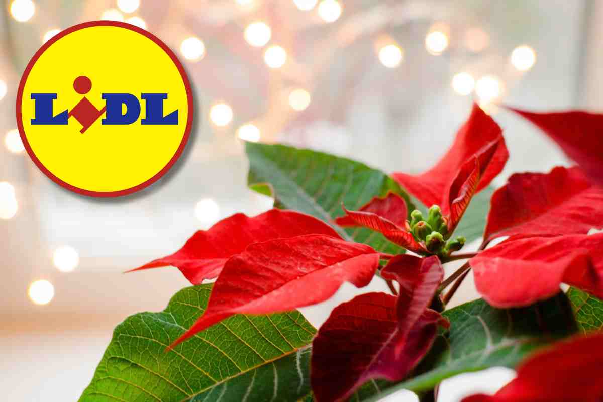 lidl piante di natale