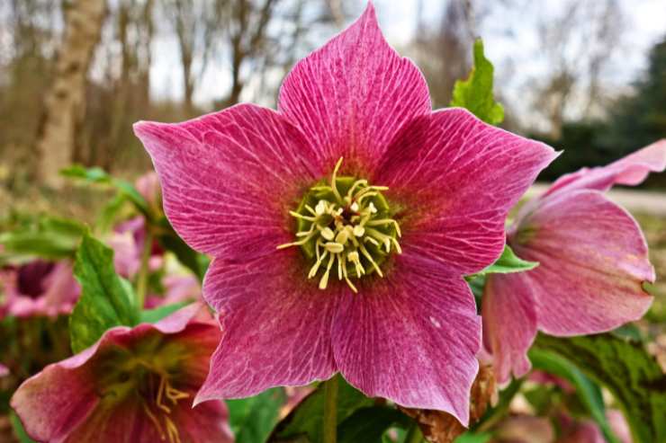 piante e fiori con la lettera e