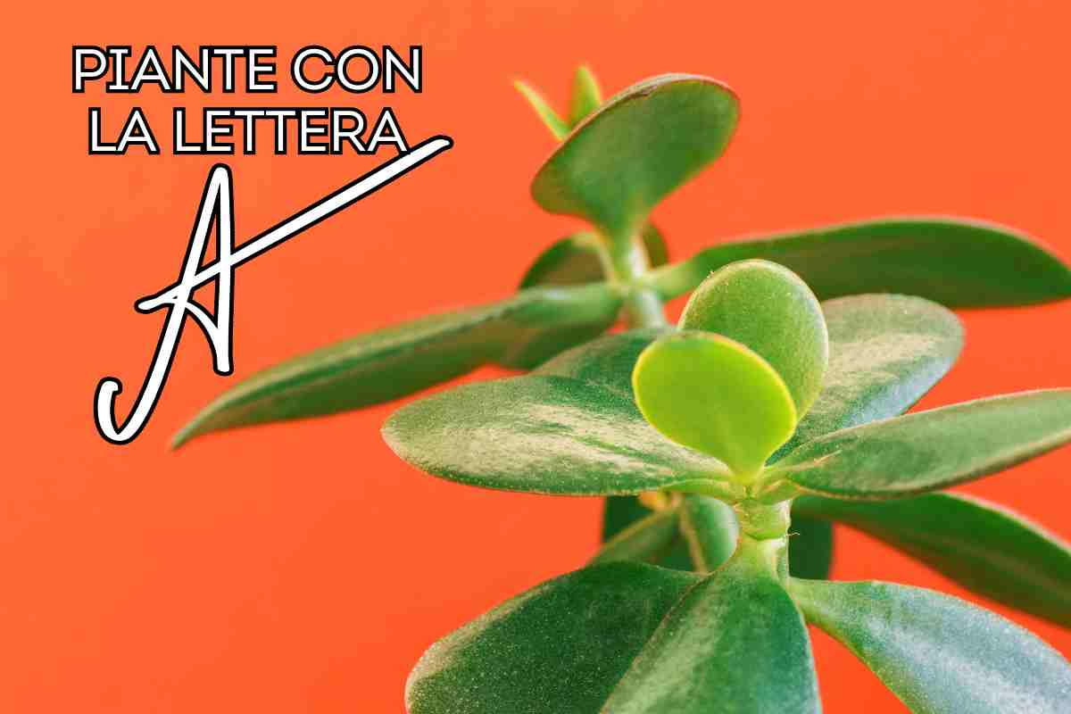 piante fiori lettera a