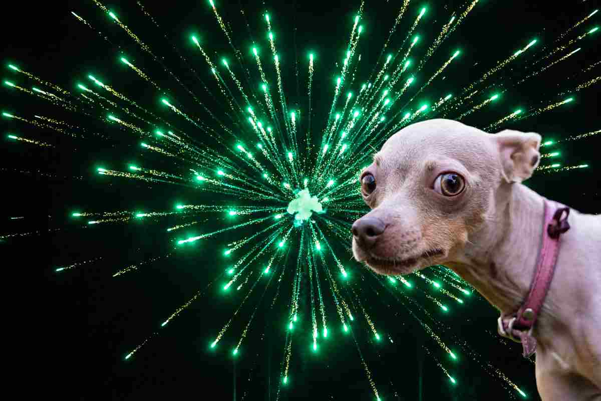 proteggere i cani fuochi artificio