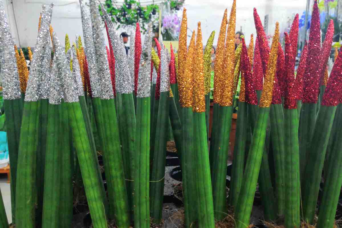 sansevieria natale 