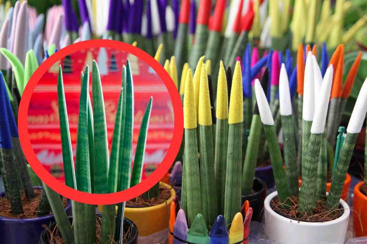 sansevieria natale 