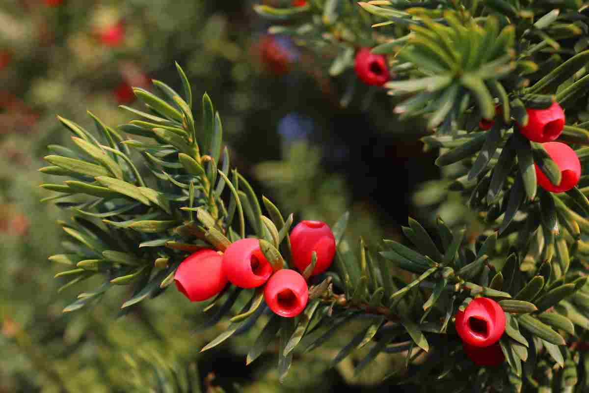 tasso albero della morte cosa sapere