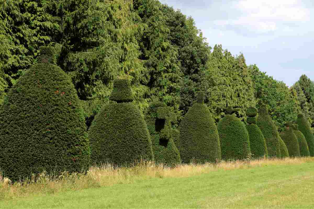 tasso albero della morte cosa sapere