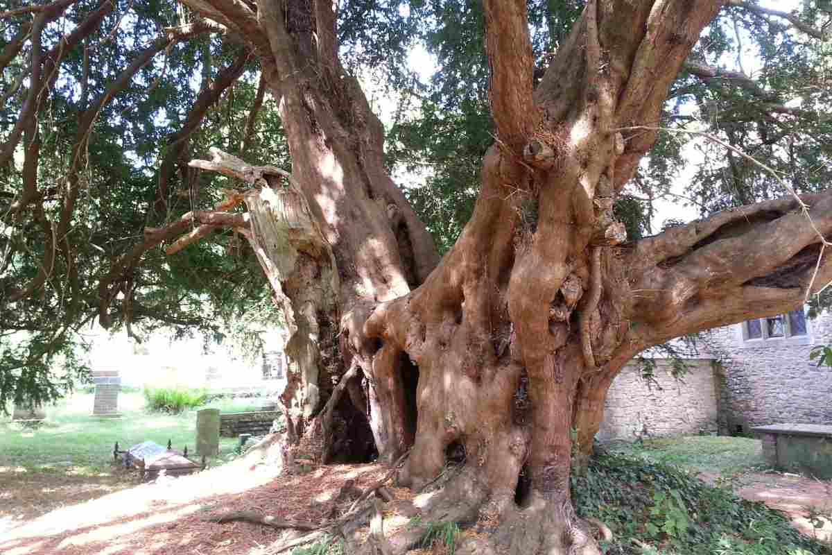 tasso albero della morte cosa sapere