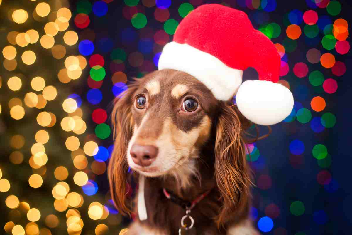 traffico illegale cuccioli natale 