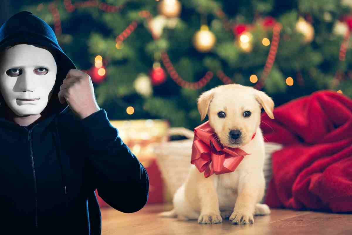 traffico illegale cuccioli natale 