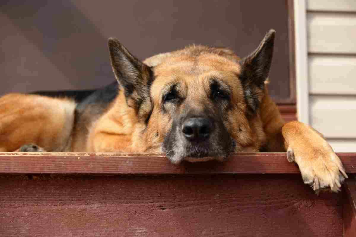 cane leone funerale padrone 