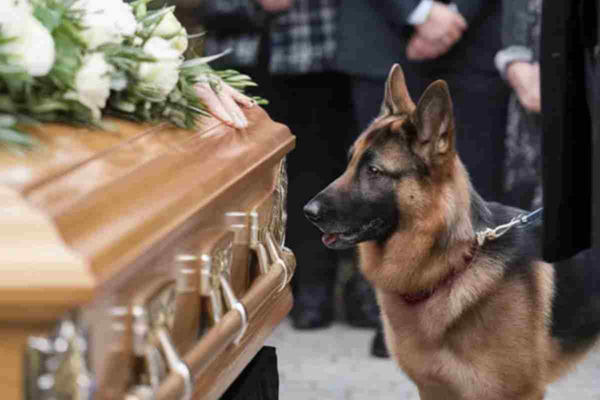 cane leone funerale padrone 