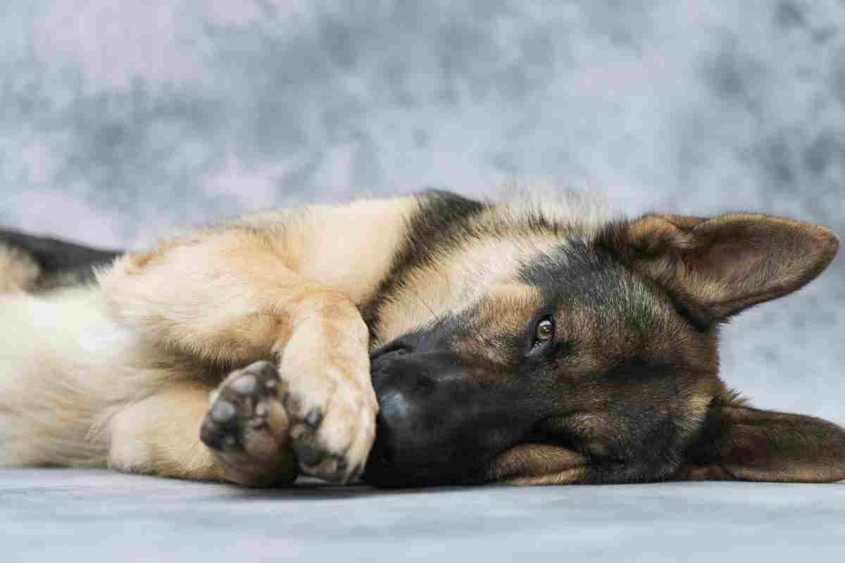 cane leone funerale padrone 