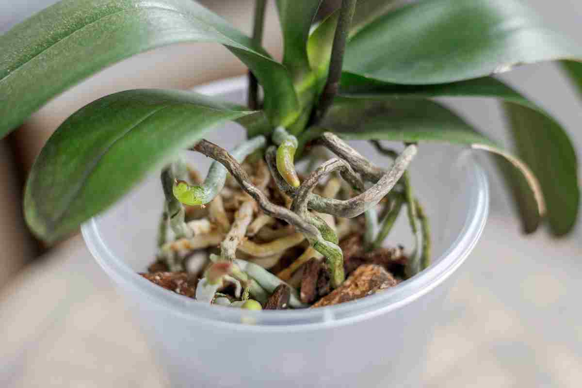 orchidee foglie rugose 