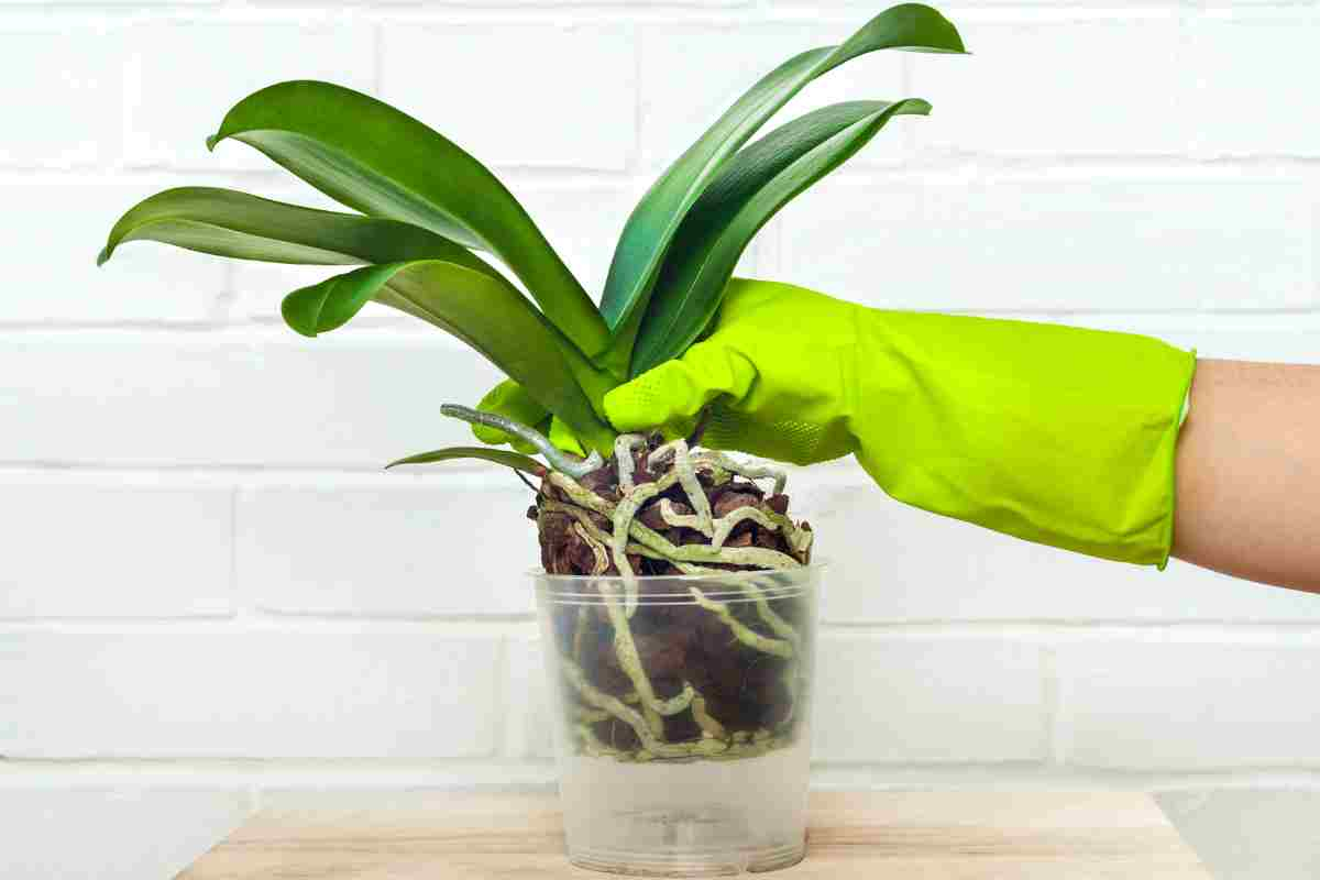 orchidee foglie rugose 