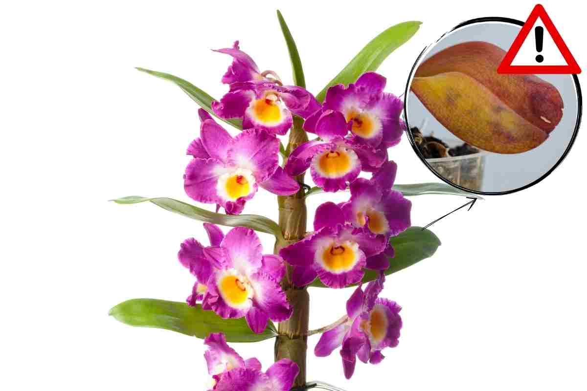 orchidee foglie rugose 