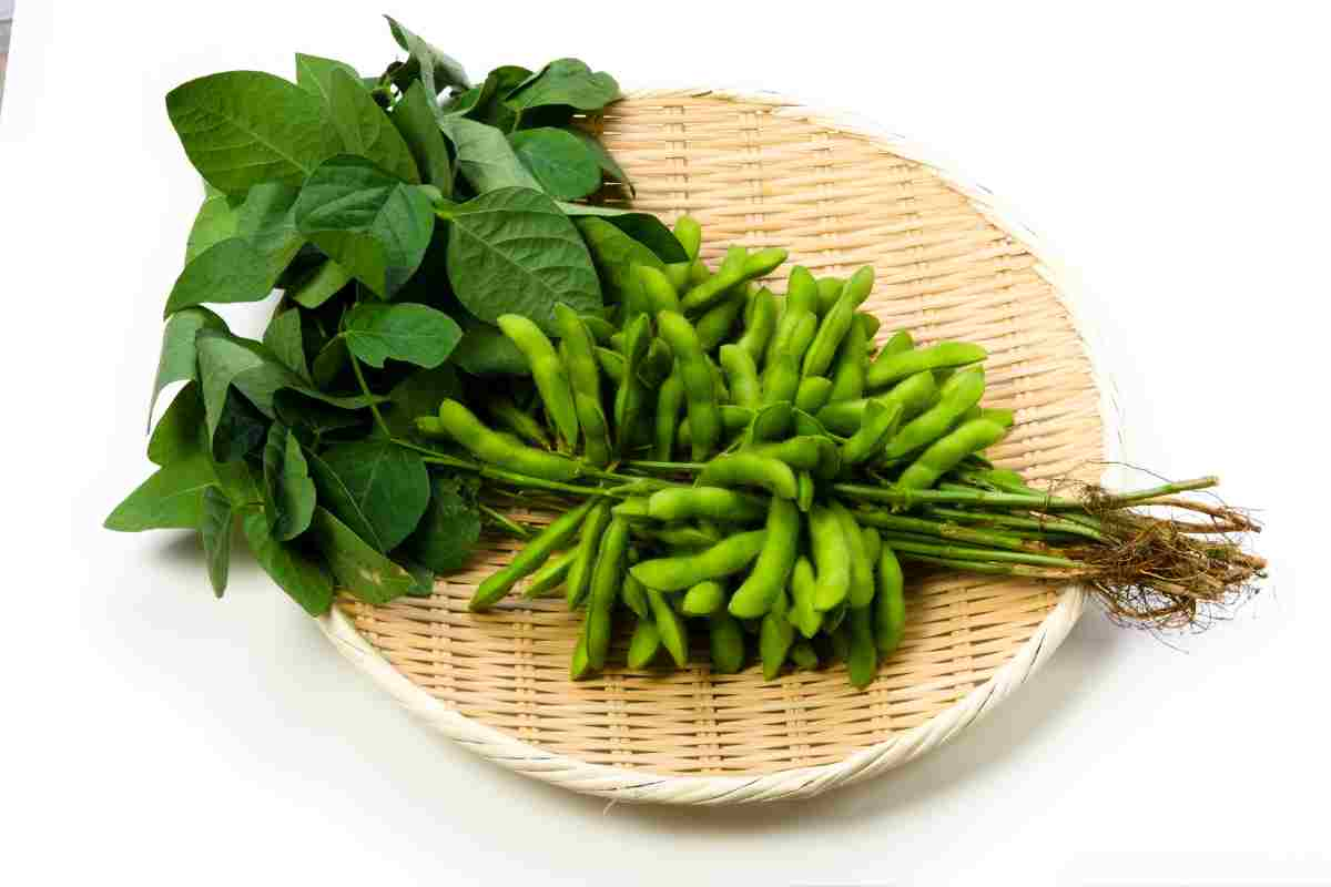 pianta edamame