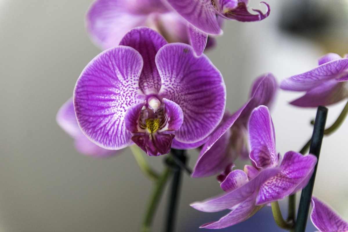 Orchidea