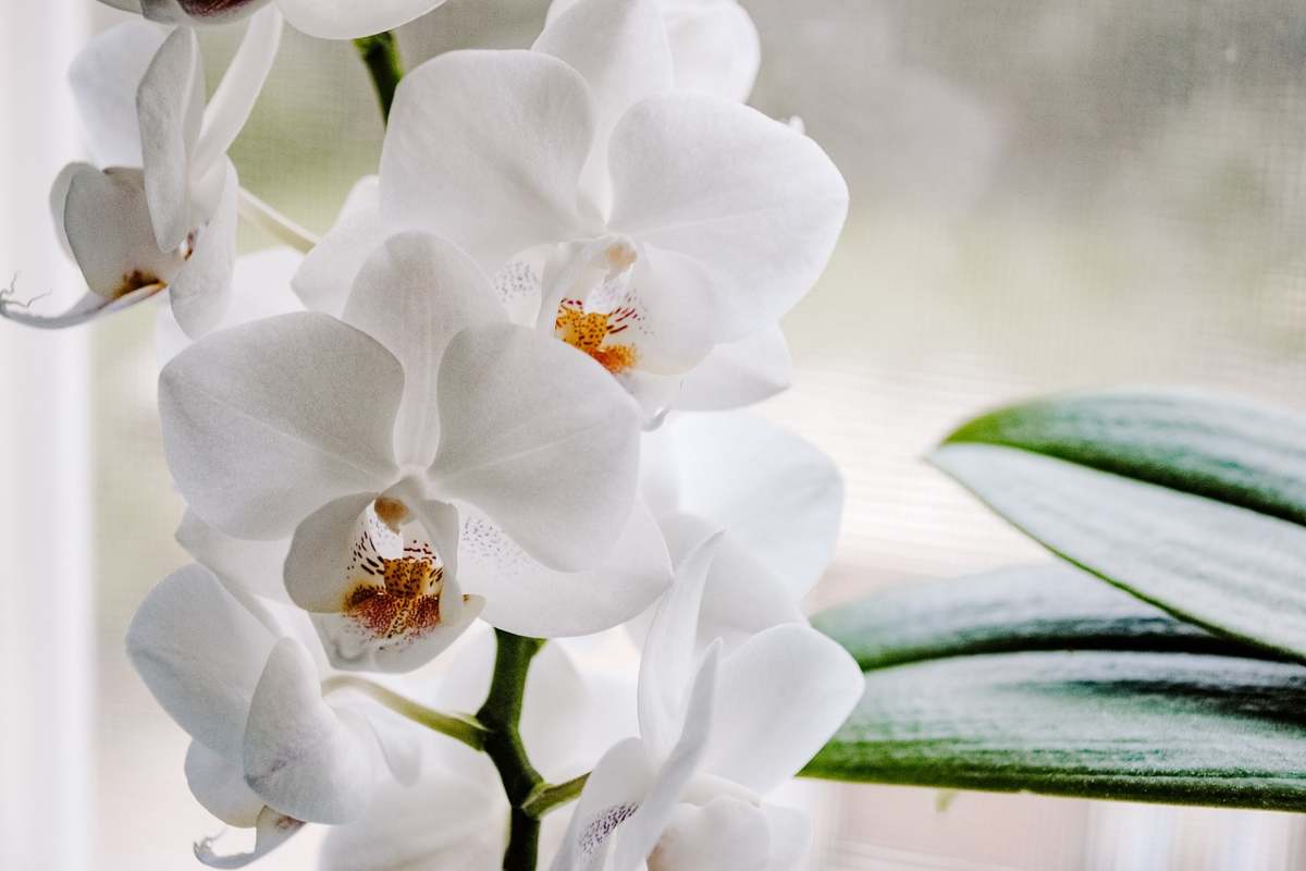 Orchidea