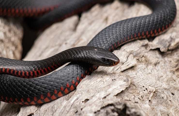 Serpenti a ventre rosso