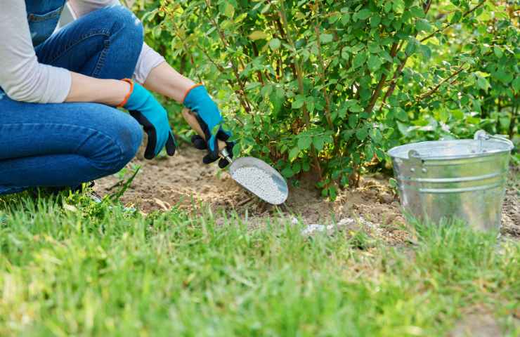 Arricchire il terreno con il letame