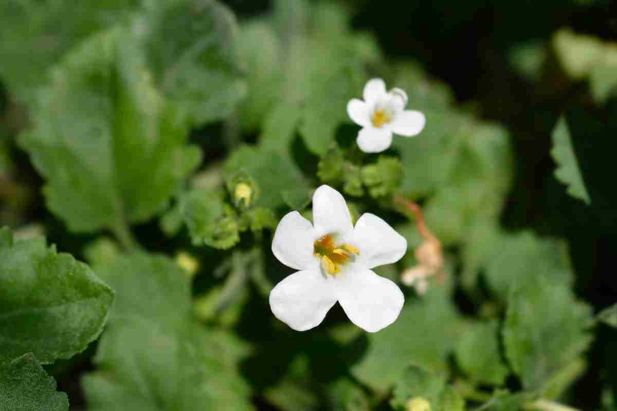 Bacopa effetti memoria