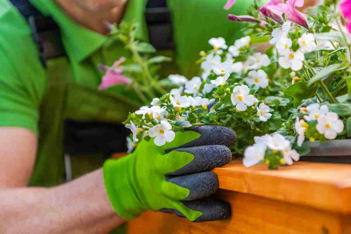 Bacopa effetti memoria